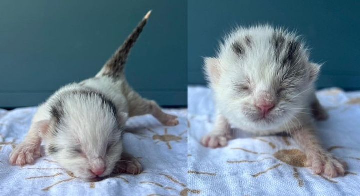 newborn orphan kittens